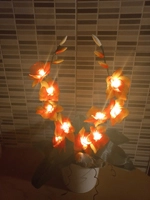 Orchidea